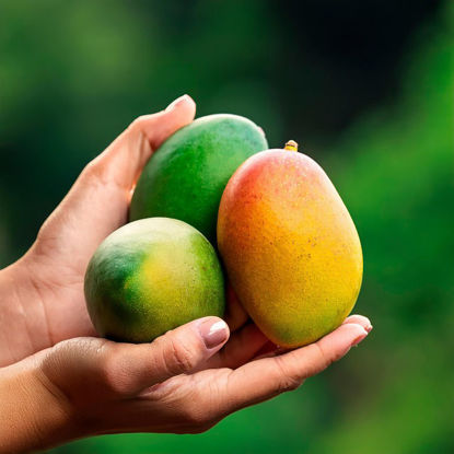 Bild von Drei frische Mangos zum Probieren